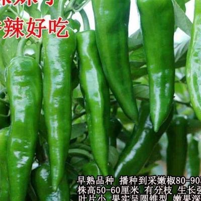 湖南超辣辣妹子 可留种土辣椒种子 青椒红椒干椒高产春季四季蔬菜