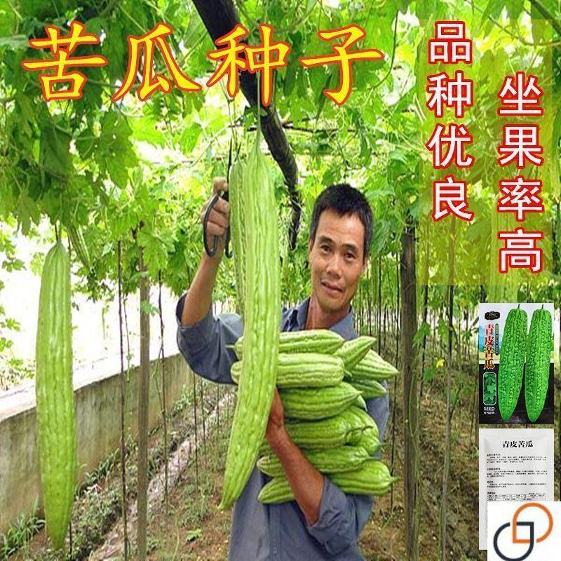 荷兰高产长绿苦瓜种子种籽疙瘩绿四季春季孑特大四季苦瓜蔬菜种子