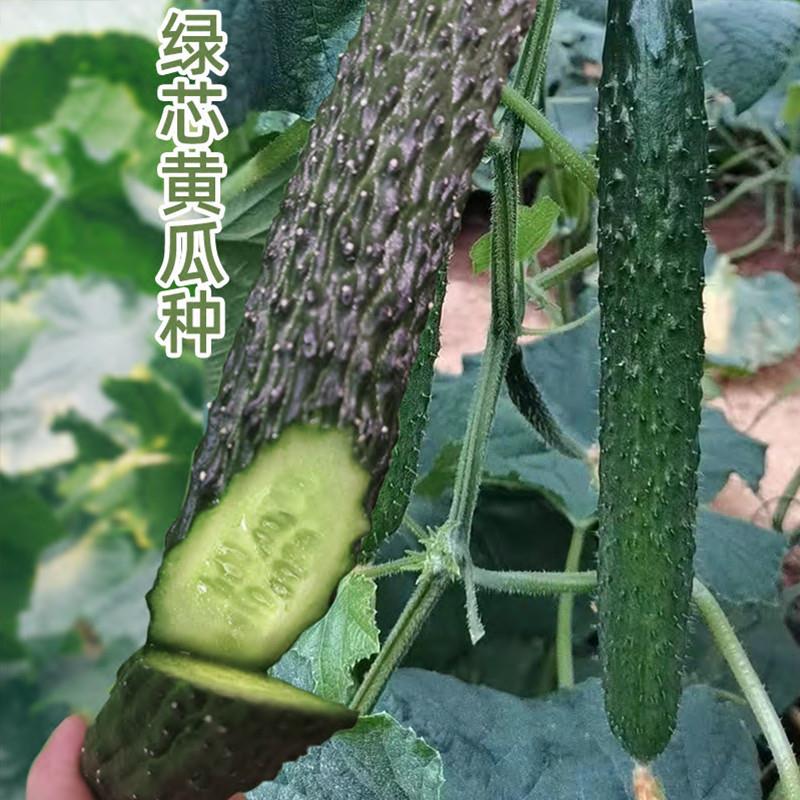 老品种绿心黄瓜种子青瓤黄瓜种籽刺黄瓜春季夏秋四季盆栽蔬菜种子