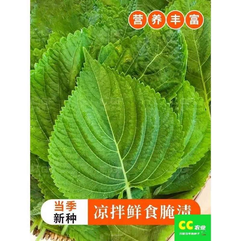 营养绿苏种子紫苏盆栽蔬菜种孑阳台种菜易种四季播绿苏叶苏子种籽