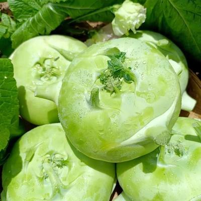 苤蓝种子早熟高产青苤蓝水果苤兰大头菜疙瘩菜薄皮泡菜蔬菜种籽