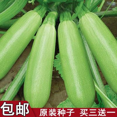 西葫芦种子早青春秋播种蔬菜瓜果种籽家庭装小菜园易种