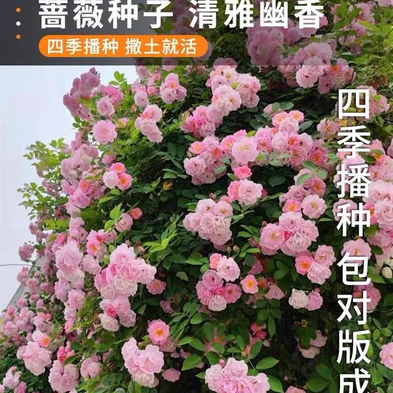 蔷薇花种籽子开花易活爬墙攀援庭院室内花卉盆栽月季玫瑰花种籽子