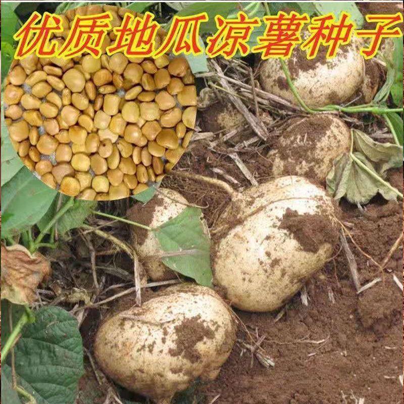 水果地瓜凉薯种子四季播种脆甜生吃早熟黄葛水果沙葛凉薯地瓜种子