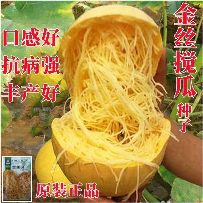 金丝绞瓜种子绞瓜茭瓜黄金角瓜天然粉丝瓜种籽苗高产四季蔬菜种孑