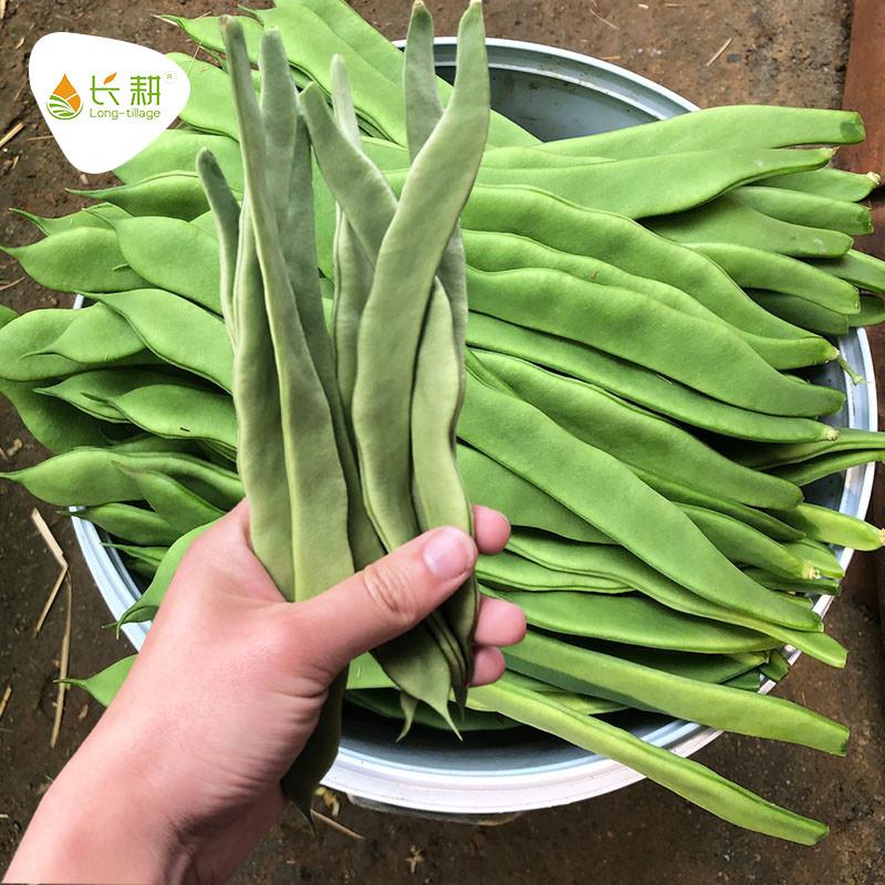 芸豆种子超宽绿油豆扁豆四季豆种籽春夏架豆菜豆豆角种孑春季四季