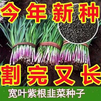 紫根韭菜种子冬季不休眠韭菜籽种叶宽韭菜种子蔬菜种子