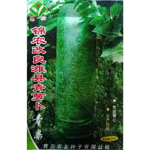 改良潍县大青水果萝卜种子正宗春秋季蔬菜籽高产清甜爽口潍坊名吃