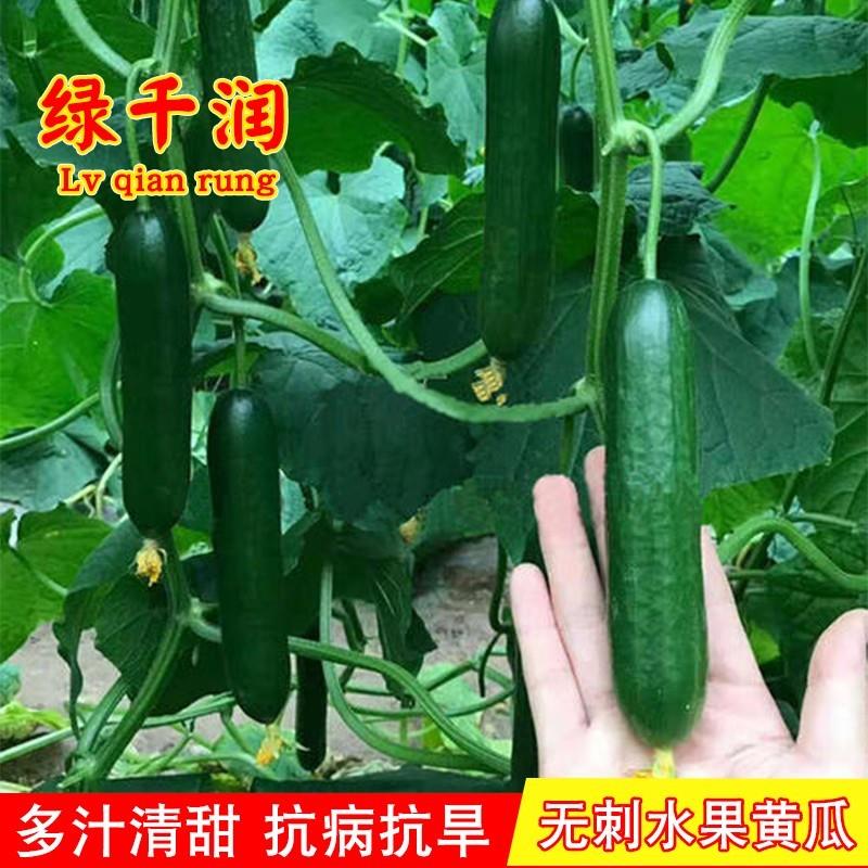 荷兰无刺小黄瓜种籽水果旱黄瓜种子四季春夏季阳台盆栽蔬菜种子孑