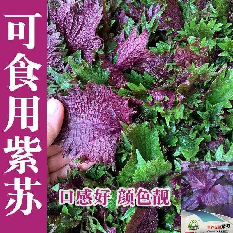 紫苏种子紫苏叶种籽盆栽可食用一年四季种植紫苏子蔬菜孑苏子叶籽