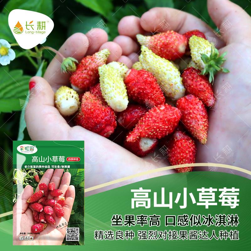 网红高山草莓种子春秋四季甜浆果草莓种籽传家宝室内盆栽水果种孑