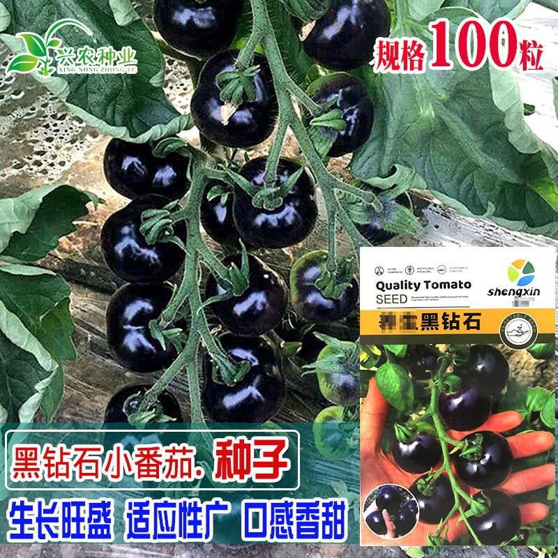 黑葡萄番茄种子农田菜园可四季盆栽黑珍珠小西红柿黑钻石小番茄籽