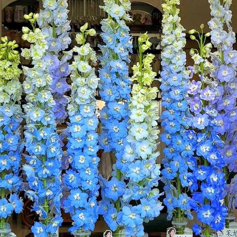 大花飞燕草花种子春播庭院室外四季种易活花种籽阳台盆栽绿化种子