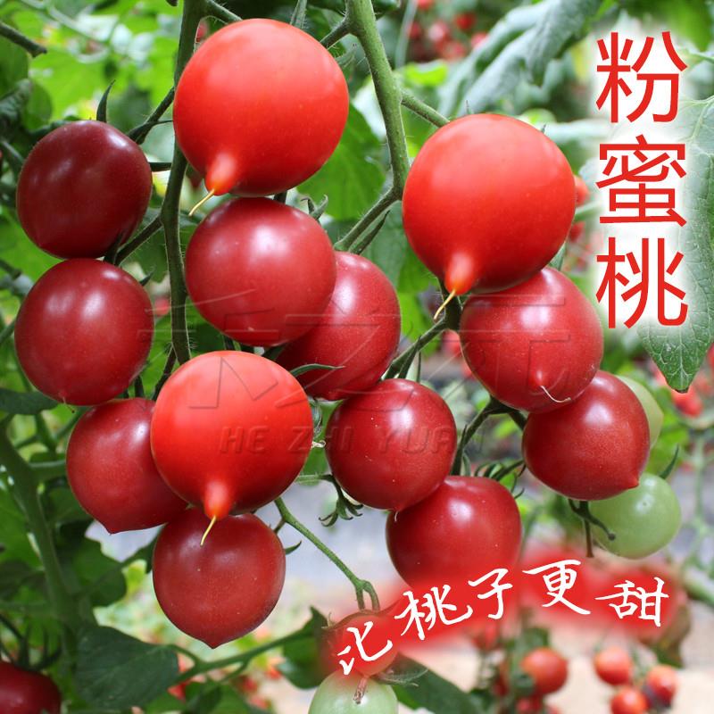 粉蜜桃番茄种籽西红柿种子圣女果樱桃番茄春夏季四季禾之元种种孑