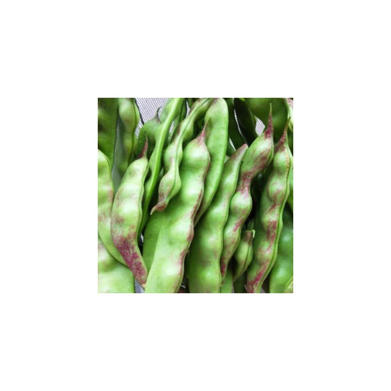 东北油豆角种子菜籽种大全四季农家蔬菜种孑黄金钩豆角春季播种籽