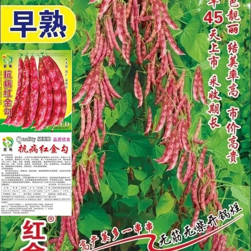 无架家雀蛋豆种子早熟红花家雀蛋豆矮生红金钩地豆角春秋四季豆种
