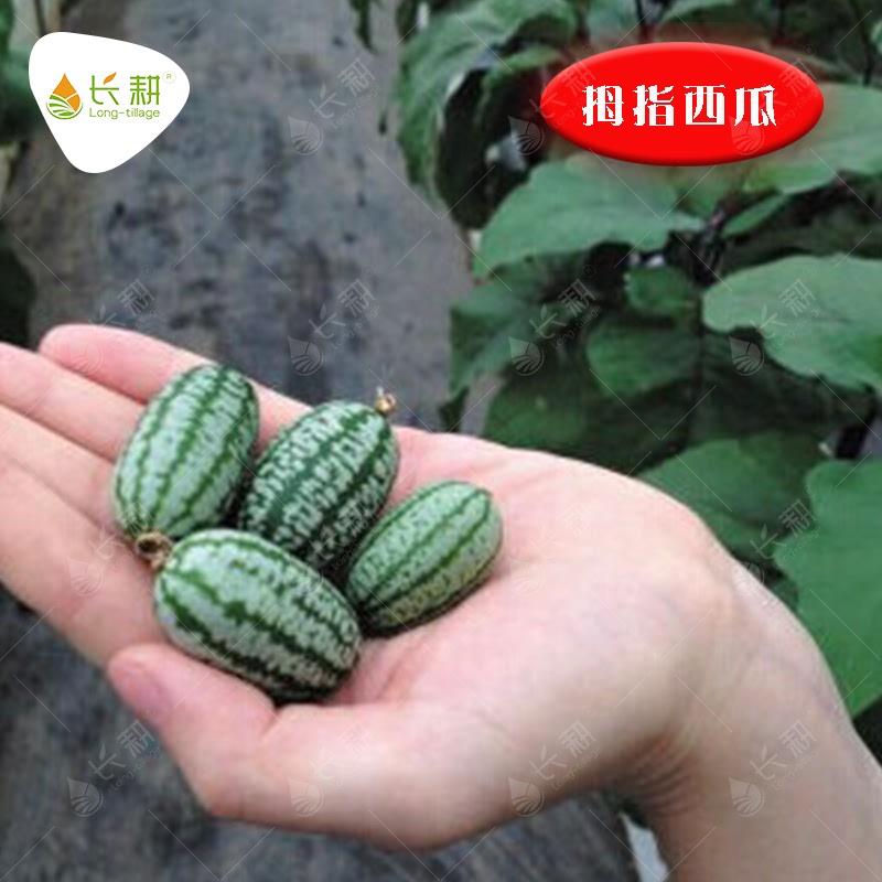拇指西瓜种子迷你小西瓜种籽春秋播阳台四季包邮盆栽水果四季阳台