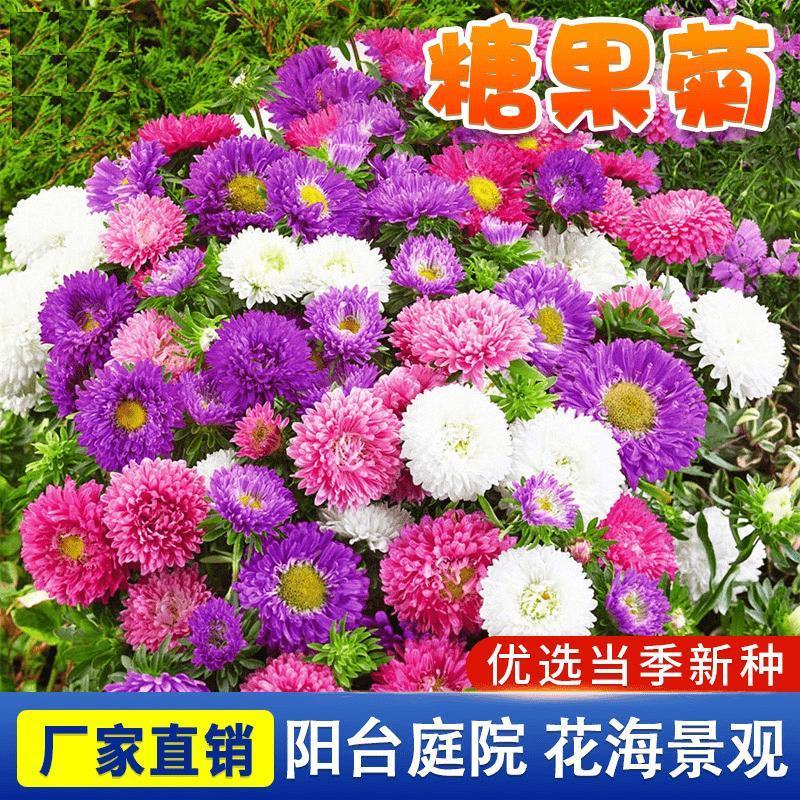 混色糖果菊种子室内外盆栽地栽四季种植花海打造多彩翠菊花种子