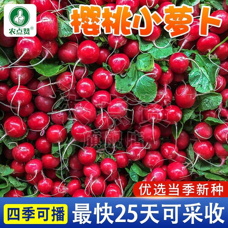 樱桃小萝卜种子四季水果萝卜种籽阳台盆栽小萝卜籽种红圆罗卜种孑