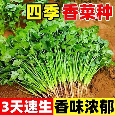 四季香菜种籽大叶芫荽种子农家老品种速生耐热耐寒香菜籽蔬菜种子