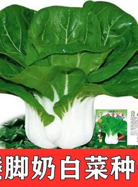 白雪公主矮脚白菜种子四季青菜奶白菜绿色蔬菜高产早熟耐寒菜籽