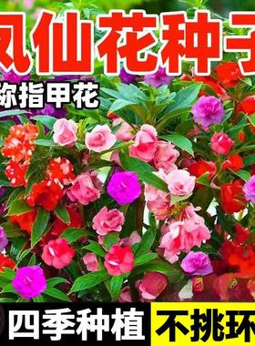 重瓣凤仙花种子四季播种阳台开花盆栽指甲花种籽孑庭院室内外花籽