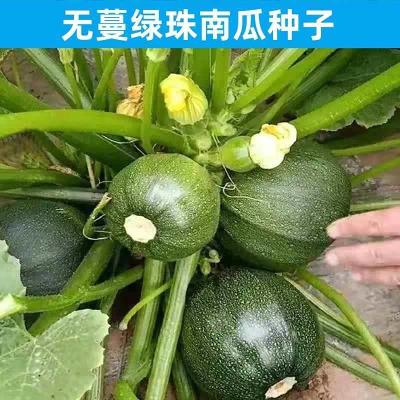 早熟无蔓绿珠小南瓜种子圆角西葫芦种籽高产抗热抗病四季易种蔬菜
