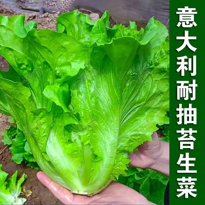 意大利耐抽苔种子罗马生菜耐热耐寒奶油生菜种籽四季蔬菜种孑大全