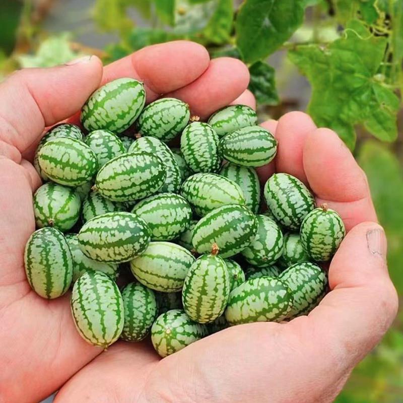 拇指西瓜种子迷你小西瓜种籽阳台四季盆栽水果种子庭院蔬菜种子孑