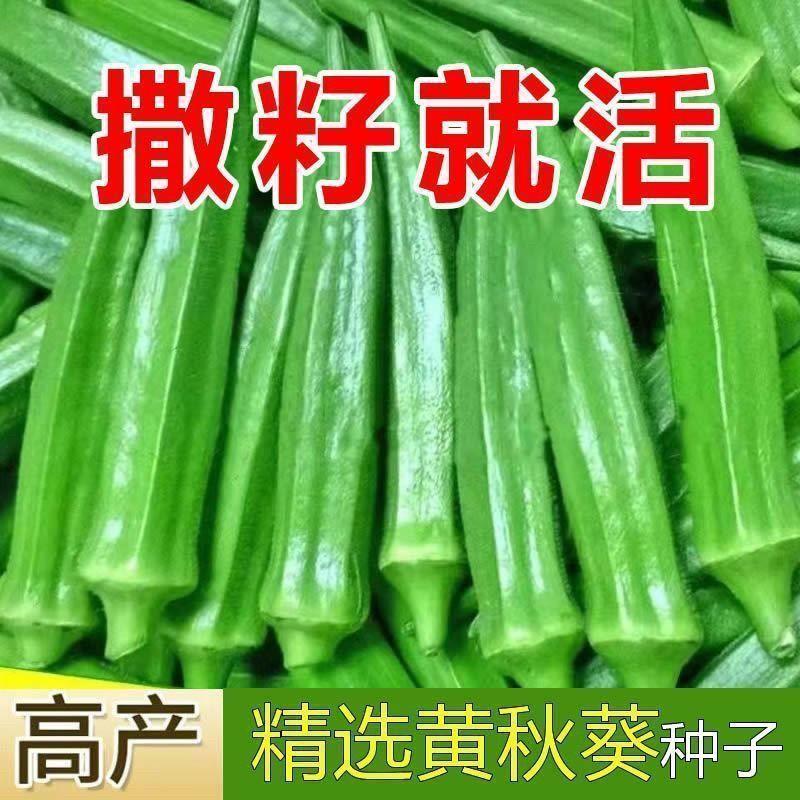黄秋葵种子金品秋葵耐高温四季种子可食用秋葵种籽