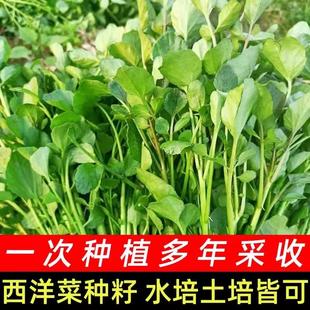 广东西洋菜种籽四季 种子南方豆瓣菜蔬菜种孑阳台野菜青菜水培菜籽
