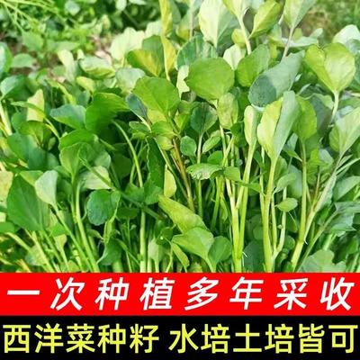 广东西洋菜种籽四季种子南方豆瓣菜蔬菜种孑阳台野菜青菜水培菜籽