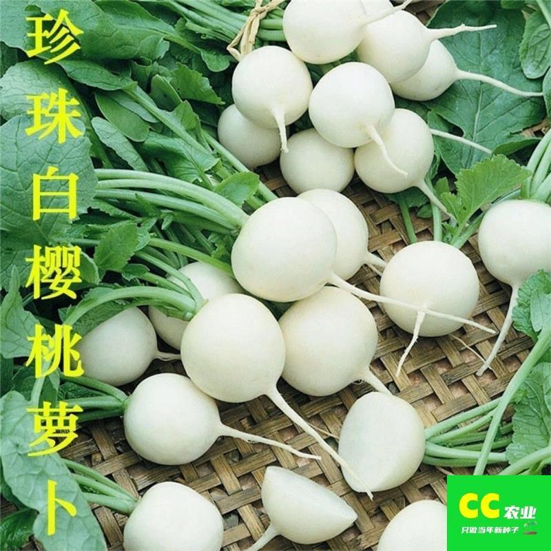 白樱桃小萝卜种子脆甜水果萝卜种籽春季秋季冬季四季盆栽阳台大田