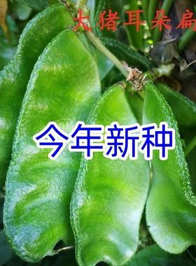 猪耳朵扁豆种子农家绿眉豆种孑高产阳台庭院爬藤蔬菜绿色蔬果扁豆