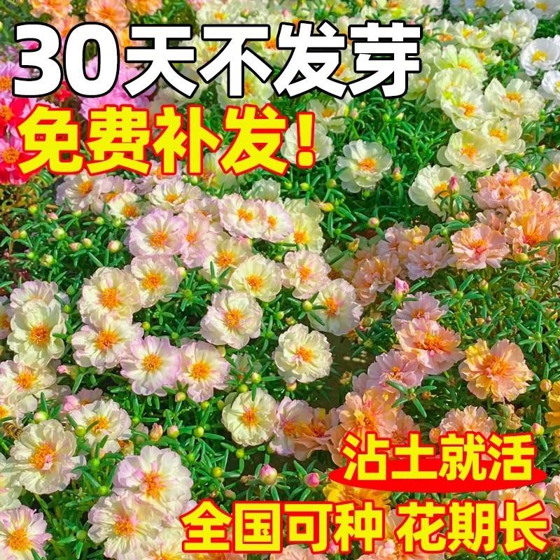 重瓣太阳花种子混色四季播种百日草观花盆栽花卉植物室内外易活