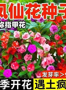 重瓣凤仙花种子指甲花七彩凤仙花茶花四季播庭院阳台盆栽花卉种子