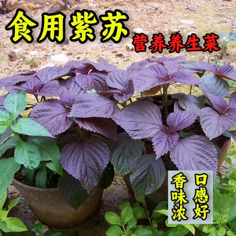 紫苏种子单面四季食用种子香菜种紫苏盆栽阳台苏子粒种香菜种籽