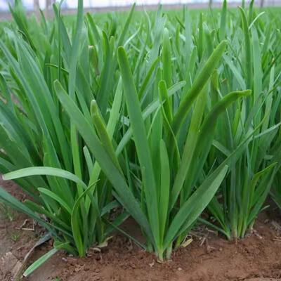 韭菜种子四季蔬菜种子宽叶大叶盆栽菜籽白根韭菜紫根韭菜宽叶蒜苗