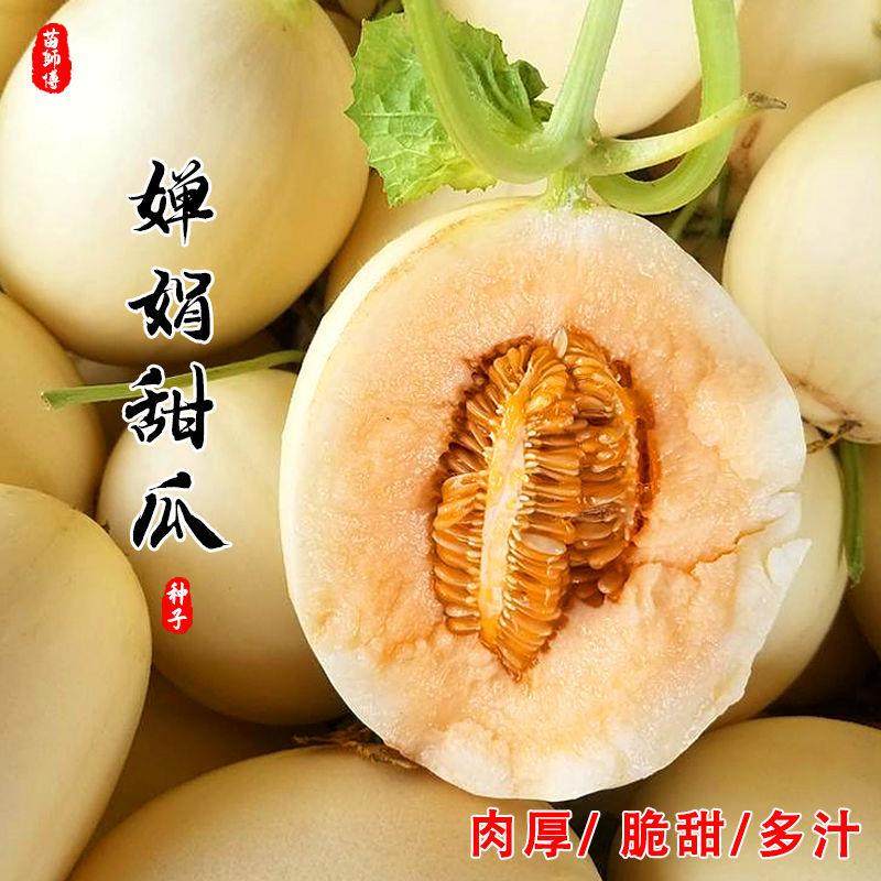 粒粒甄选白沙密白皮甜瓜种子种籽早熟高产白甜瓜香瓜种孑