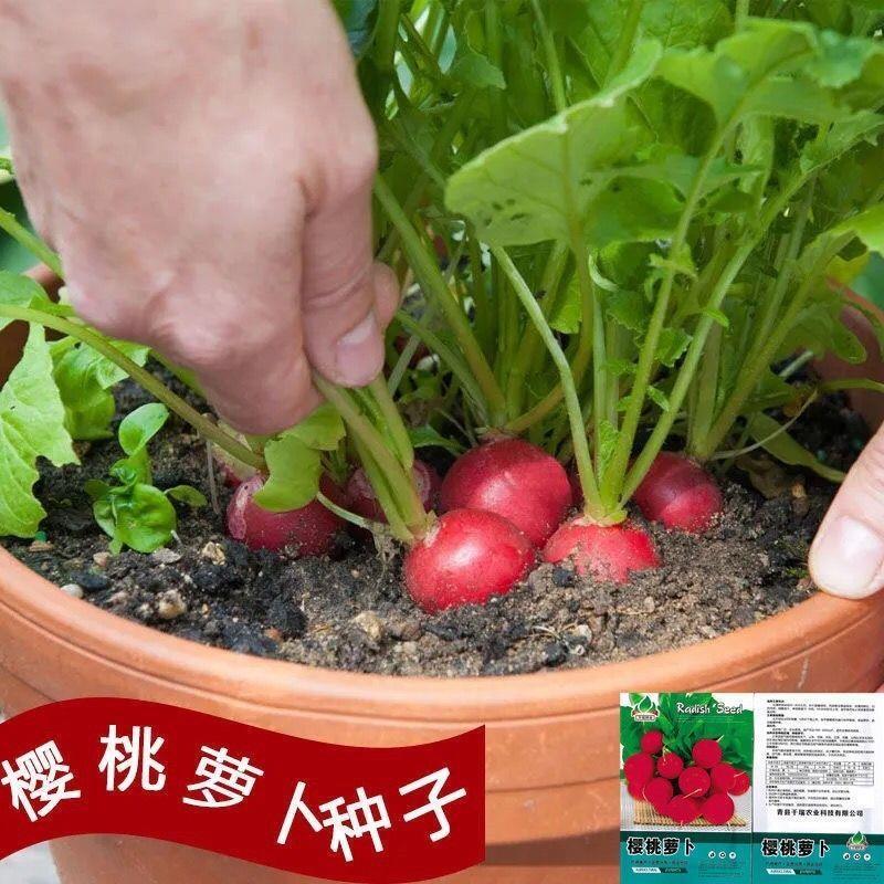 樱桃萝卜种子红宝石甜脆水果萝卜种子皮农家阳台四季种植蔬菜籽