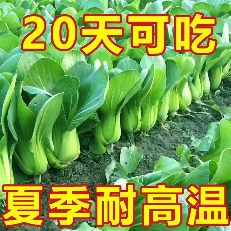 四季上海青种子20天速生小青菜种子阳台盆栽耐热耐高温小白菜种子