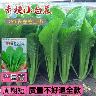 四季 青梗小白菜种子绿梗青帮小白菜速生耐寒耐热蔬菜种子阳台盆栽