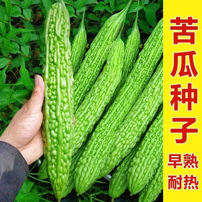 长绿苦瓜种子凉瓜高产疙瘩绿苦瓜籽早熟家庭小院种植绿苦瓜种籽
