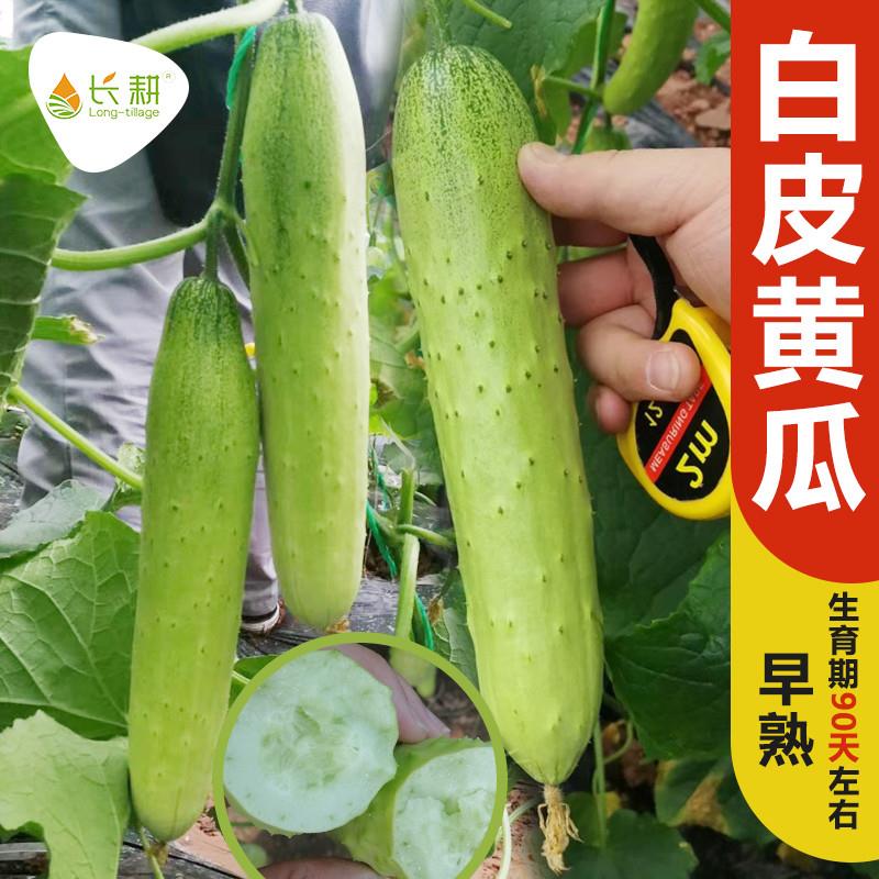 白皮黄瓜种子水果黄瓜旱黄瓜种籽春季夏季四季阳台盆栽大棚蔬菜籽