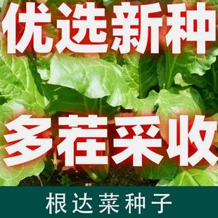 根达菜种子籽耐热耐寒盆栽君子菜春秋四季 蔬菜种子大全 庭院冬季