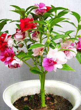 胭脂花单瓣凤仙花种子指甲花室内阳台盆栽庭院易活四季花卉种籽孑