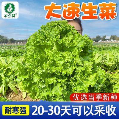 大速生菜种子奶油生菜罗马生菜籽种大全四季种植阳台盆栽生菜种孑
