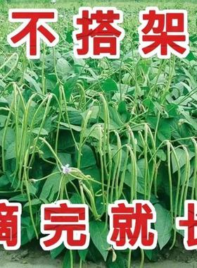 无架长豆角种子不搭架豇豆绿色蔬菜种子无筋农家新鲜正品懒人豆角