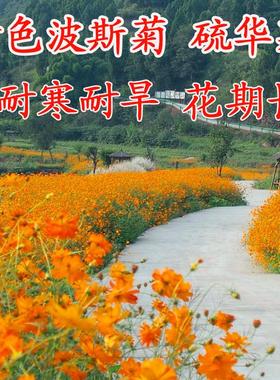 硫华菊种子黄色波斯菊花种子黄秋英波斯菊格桑花种硫化菊庭院花籽