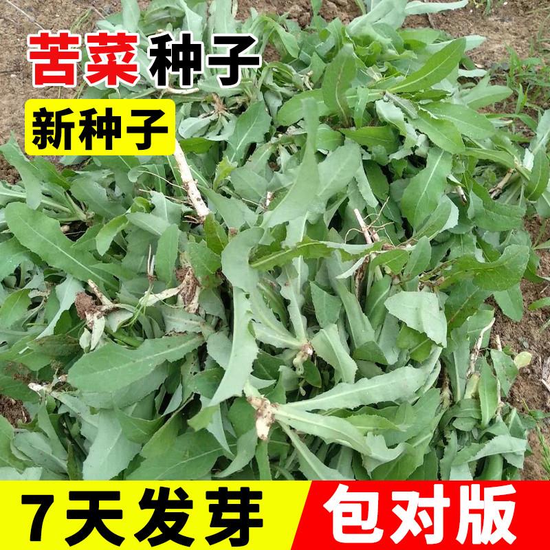 苦菜种子种籽曲麻菜苦麦菜蔬菜四季菜盆栽籽种孑苦麦菜籽菜种春季